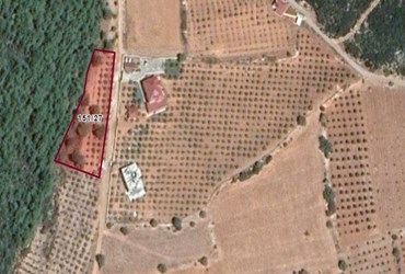 mySİTE'DEN URLA NOHUTALAN KÖYÜNDE 2850 M2 SATILIK ZEYTİNLİ BAHÇE