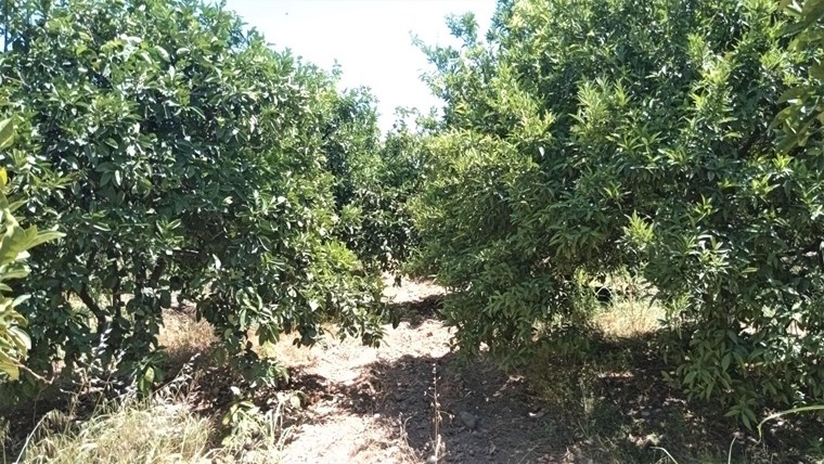 Emlak Bodrum Köyceğiz Hamitköy �de Muhtelif Meyve Ağaçlı 5420m2