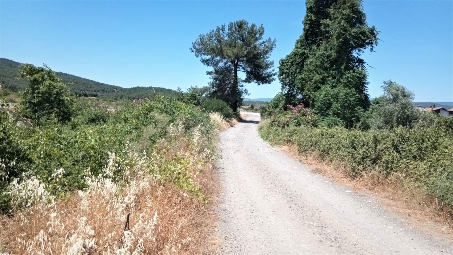 Emlak Bodrum Köyceğiz Hamitköy �de Muhtelif Meyve Ağaçlı 5420m2