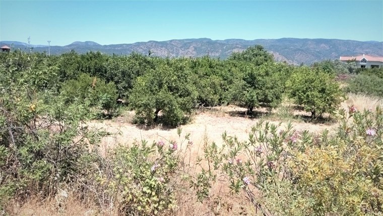 Emlak Bodrum Köyceğiz Hamitköy �de Muhtelif Meyve Ağaçlı 5420m2