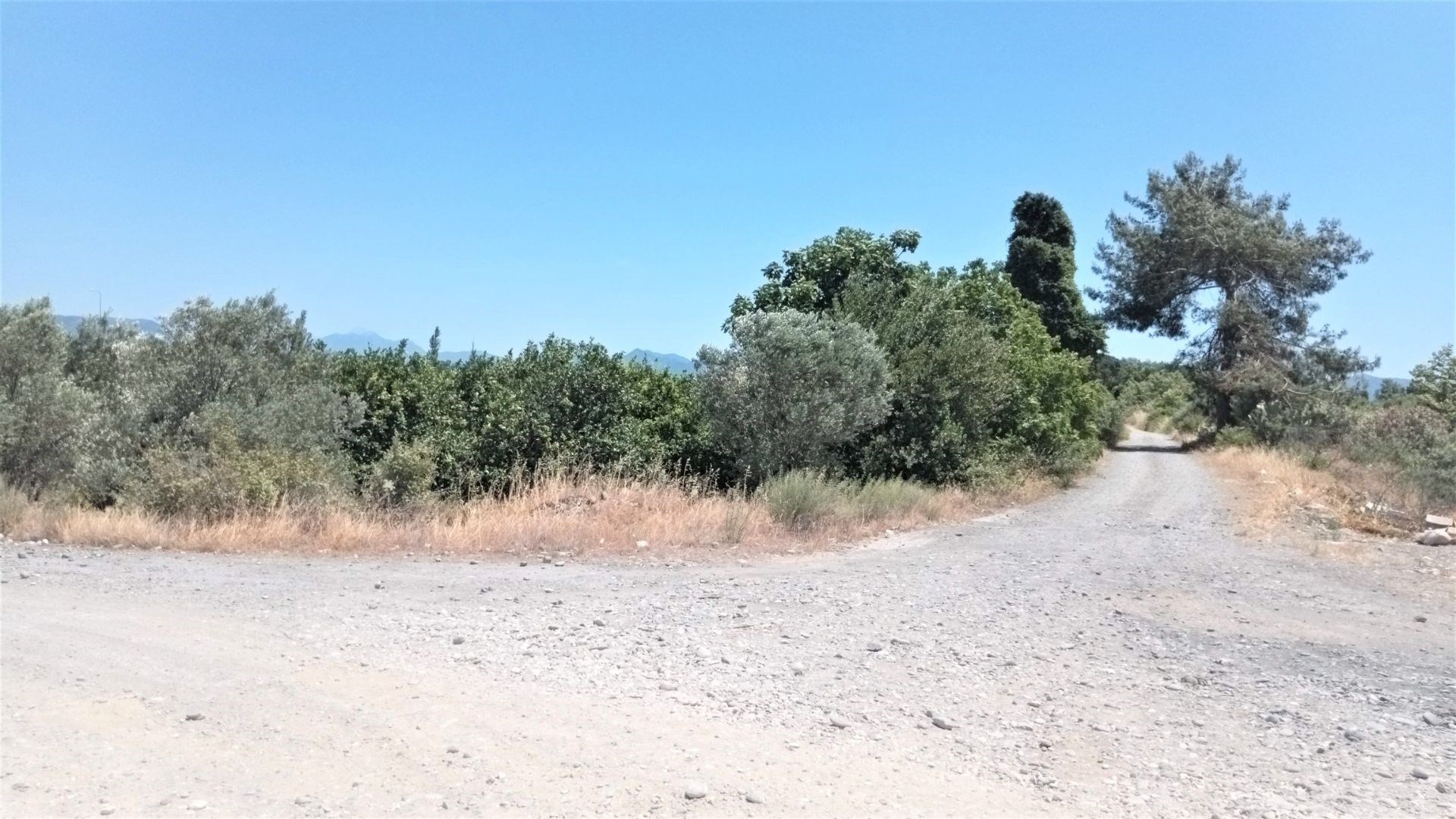 Emlak Bodrum Köyceğiz Hamitköy �de Muhtelif Meyve Ağaçlı 5420m2