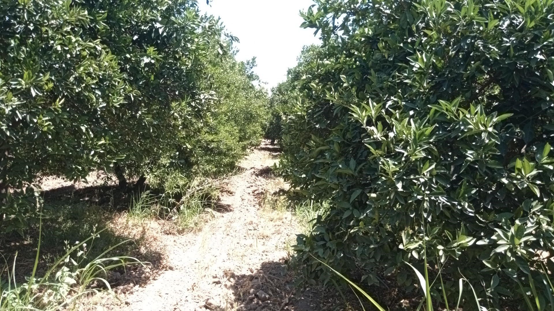 Emlak Bodrum Köyceğiz Hamitköy �de Muhtelif Meyve Ağaçlı 5420m2