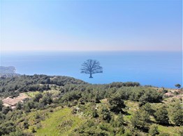 Fethiye Faralya satılık tarla 2730m2 Kabak koyu yoluna cephe
