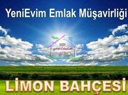 YeniEvim Mersin Silifke Bucaklı 11.500 m2 Satılık LİMON BAHÇESİ.